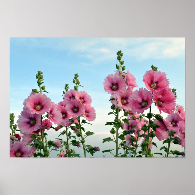 Rosa Hollyhock Flowers Poster (Framsidan)