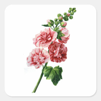 Rosa Hollyhock från naturen Fyrkantigt Klistermärke