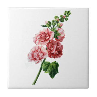 Rosa Hollyhock från naturen Kakelplatta