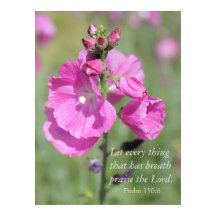 Rosa Hollyhock Pmarie