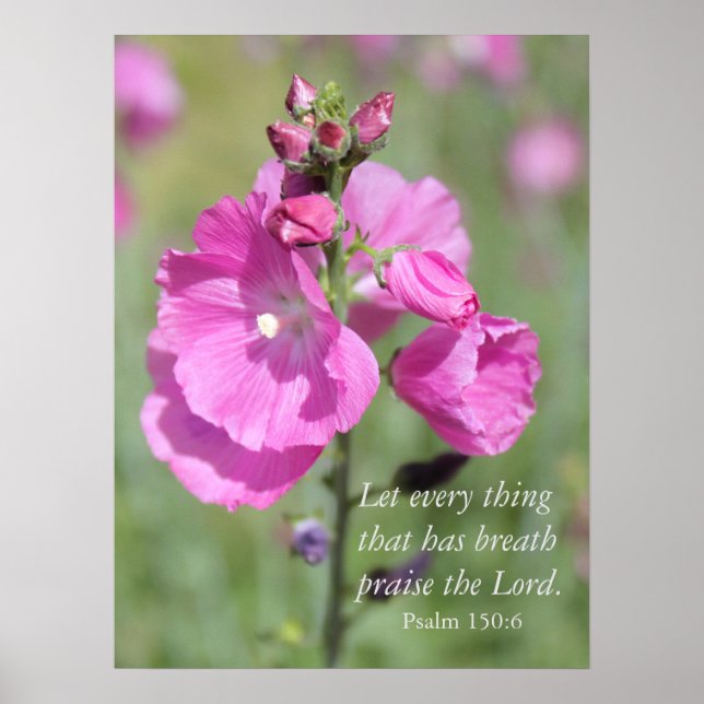 Rosa Hollyhock Pmarie Poster (Framsidan)