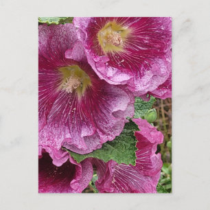 Rosa hollyhock skönhet vykort