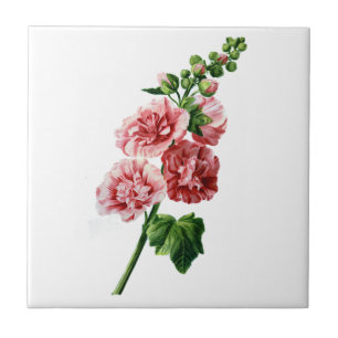 Rosa Hollyhock som dras från naturen Kakelplatta