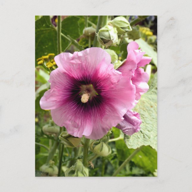 ROSA HOLLYHOCK VYKORT (Framsida)