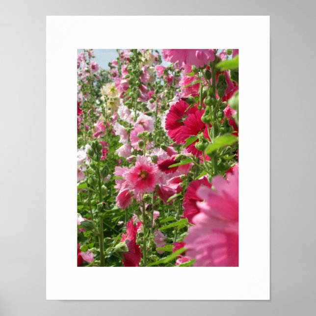 Rosa Hollyhocks: Japan Poster (Framsidan)
