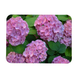 Rosa Hortensia hydrangea bush Magnet
