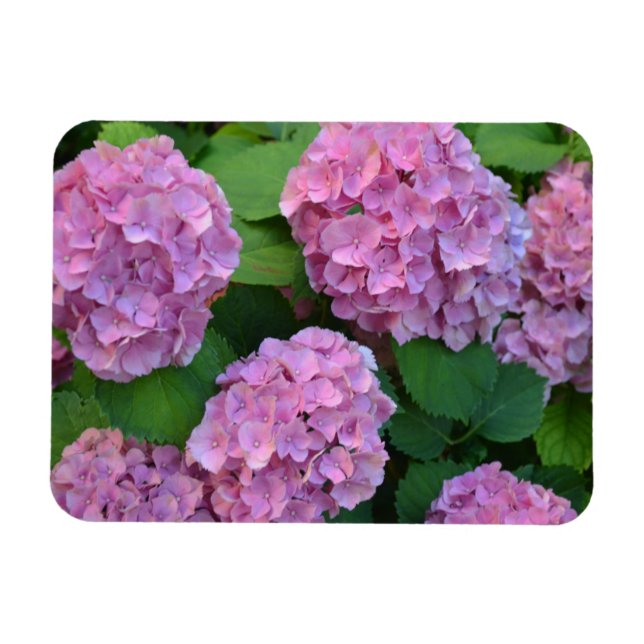 Rosa Hortensia hydrangea bush Magnet (Horisontell)