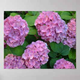 Rosa Hortensia hydrangea bush Poster