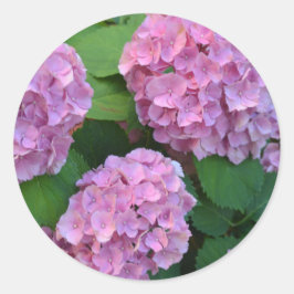 Rosa Hortensia hydrangea bush Runt Klistermärke