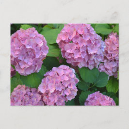 Rosa Hortensia hydrangea bush Vykort