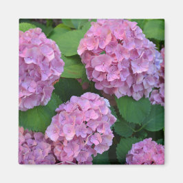 Rosa Hortensia hydrangea Magnet