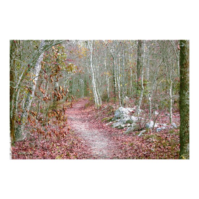 Rosa höstlöv Goat Rock Trail Arkansas Fototryck (Framsidan)
