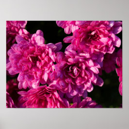 Rosa höstmumior poster