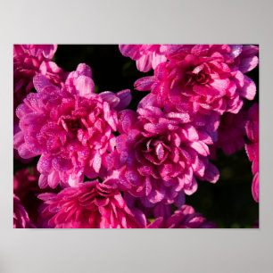 Rosa höstmumior poster