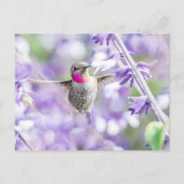 Rosa Hummingbird Flygande i Lila Vykort