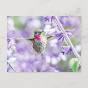 Rosa Hummingbird Flygande i Lila Vykort