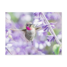 Rosa Hummingbird Flygande i Lila