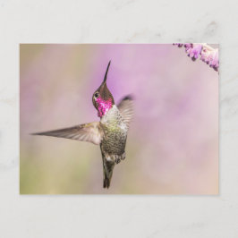 Rosa Hummingbird Posing in Flight Vykort