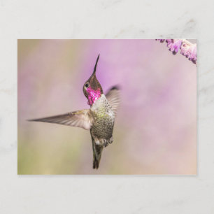Rosa Hummingbird Posing in Flight Vykort