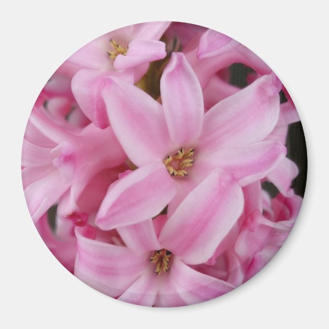 rosa hyacinblomma magnet (Framsidan)