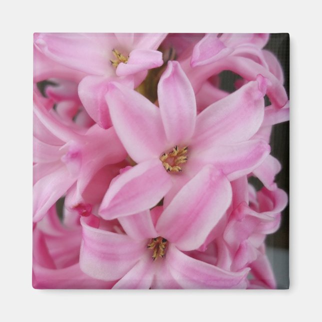 rosa hyacinblomma magnet (Framsidan)