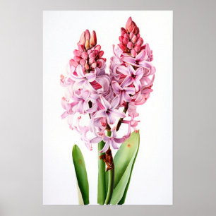 Rosa Hyacint Flower Art Print Poster