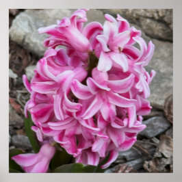 Rosa Hyacint Flowers Photo Poster