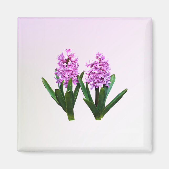 Rosa Hyacinth Duo Magnet (Framsidan)