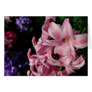 Rosa Hyacinth Vår Blommigt Hälsningskort