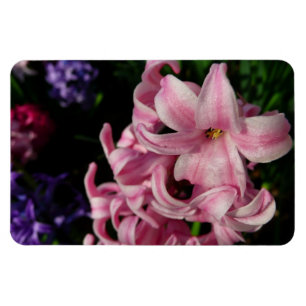 Rosa Hyacinth Vår Blommigt Magnet