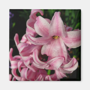 Rosa Hyacinth Vår Blommigt Magnet