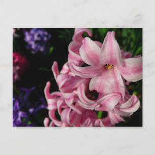 Rosa Hyacinth Vår Blommigt Vykort