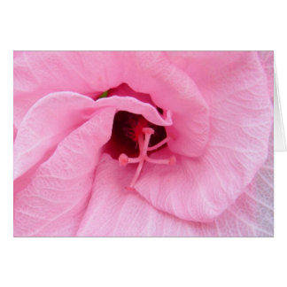 Rosa Hybiscus OBS Kort