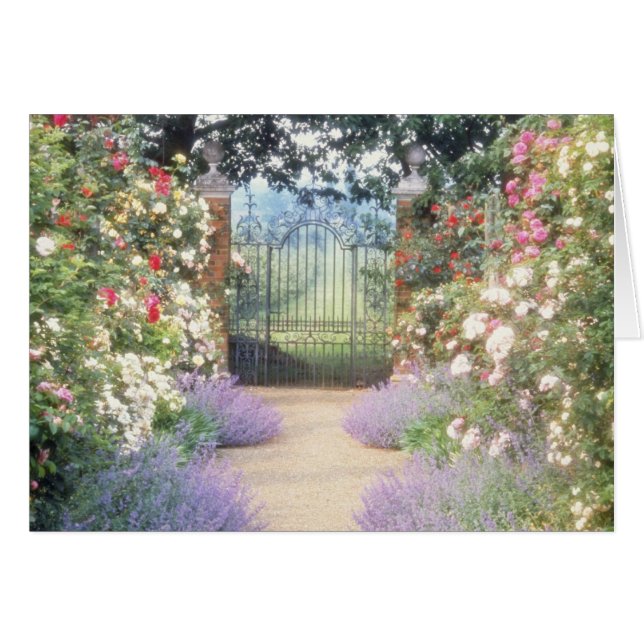 Rosa hybrid- Ro-Fodrad väg som utfärda Hälsningskort (Framsidan Horizontal)