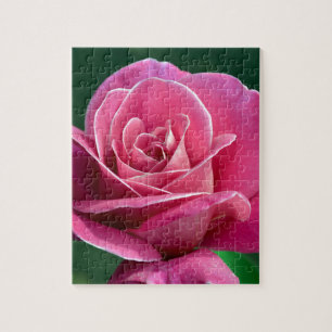 Rosa Hybrid Tea Ro Pussel