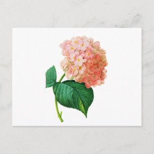Rosa Hydrangea av Pierre Joseph Redoute Vykort