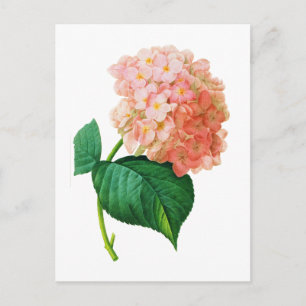 Rosa Hydrangea av Pierre Joseph Redoute Vykort