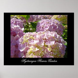 Rosa Hydrangea Blommor konsttryck Botanisk Poster