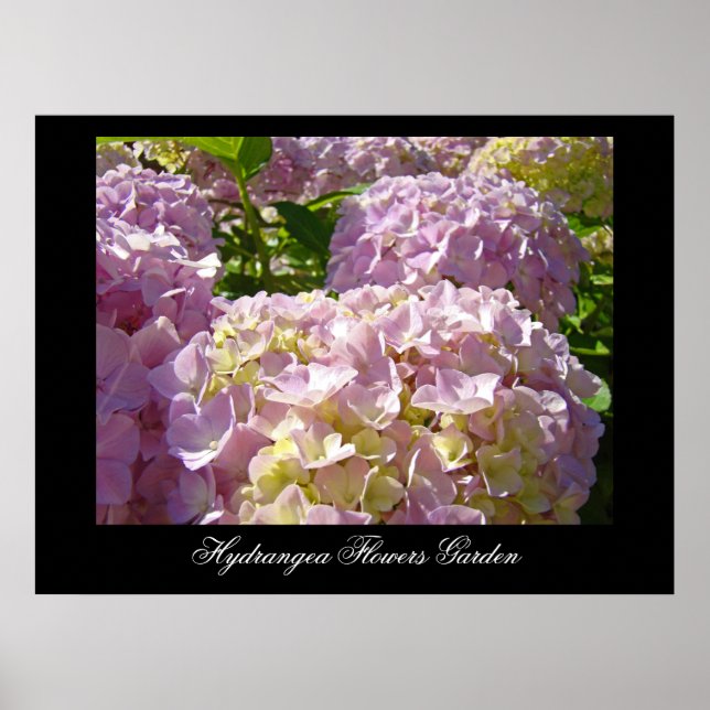 Rosa Hydrangea Blommor konsttryck Botanisk Poster (Framsidan)