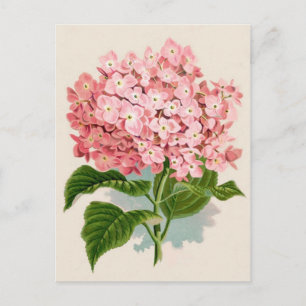 Rosa Hydrangea Botanical Print Vykort