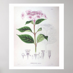 Rosa Hydrangea Botanical Teckning Poster Skriv ut