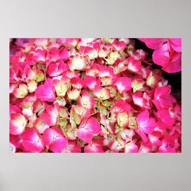 Rosa Hydrangea Bouquet Poster, S Cyr Poster (Framsidan)