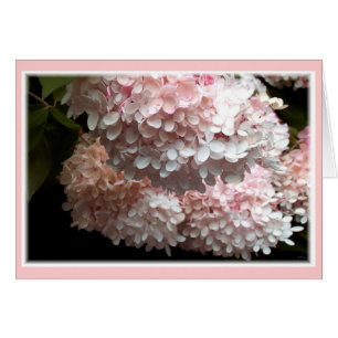Rosa Hydrangea Busks Hälsningskort