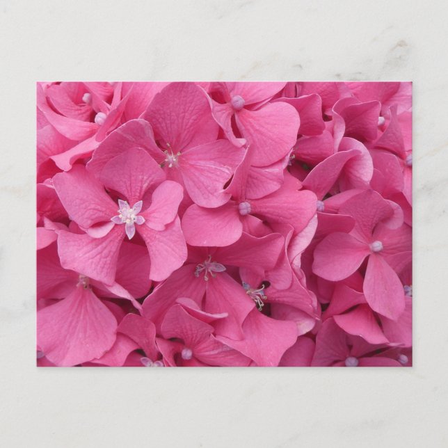 Rosa Hydrangea Close Up DIY Postcard Helg Vykort (Framsida)