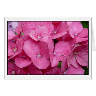 Rosa Hydrangea closeup Hälsningskort
