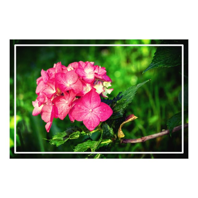 Rosa Hydrangea Flower-34694 Fototryck (Framsidan)