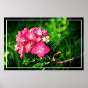 Rosa Hydrangea Flower-34694 Poster