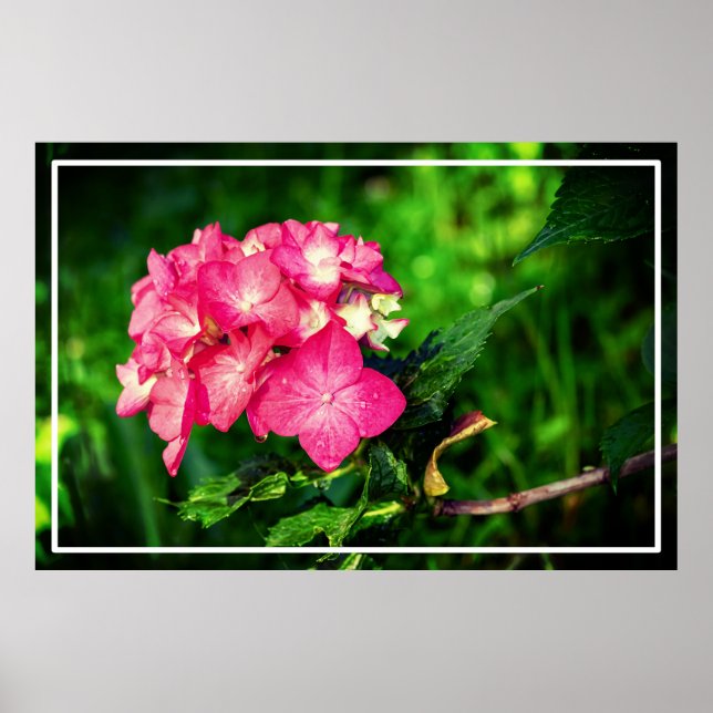 Rosa Hydrangea Flower-34694 Poster (Framsidan)