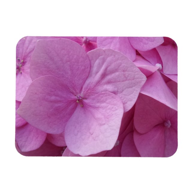 Rosa Hydrangea Flower 3"x4" Magnet (Horisontell)