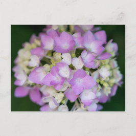 Rosa Hydrangea Flowers Blommigt vykort